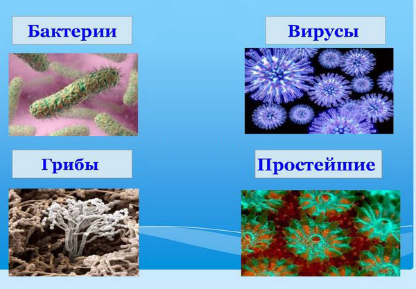 Vozbuditeli-infekcij-kakie-zabolevaniya-nazyvajutsya-infekcionnymi-otvet