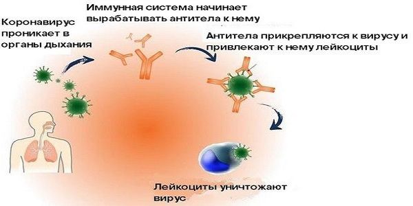 Antitela-k-koronavirusu-lgm-kak-rabotaut