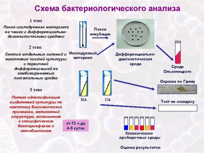 bakteriologicheskij-analiz-bakposev-pri-salmonelleze-u-vzroslyh