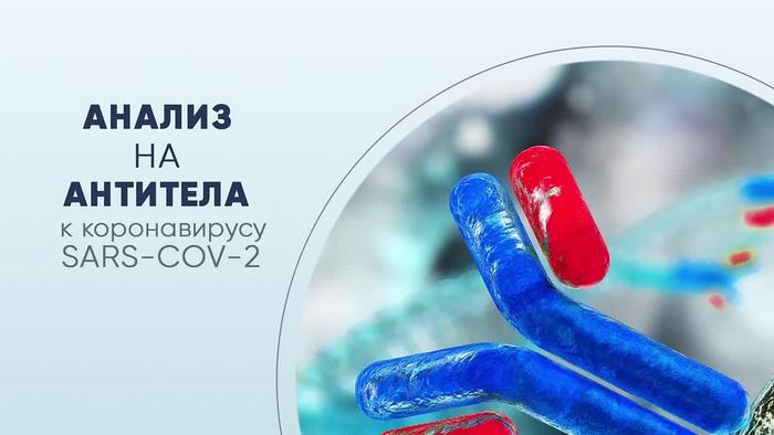 antitela-k-koronavirusu-cherez-skolko-dnej-poyavlyayutsya-v-krovi