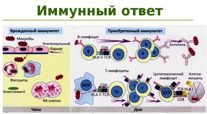 immunnyj-otvet