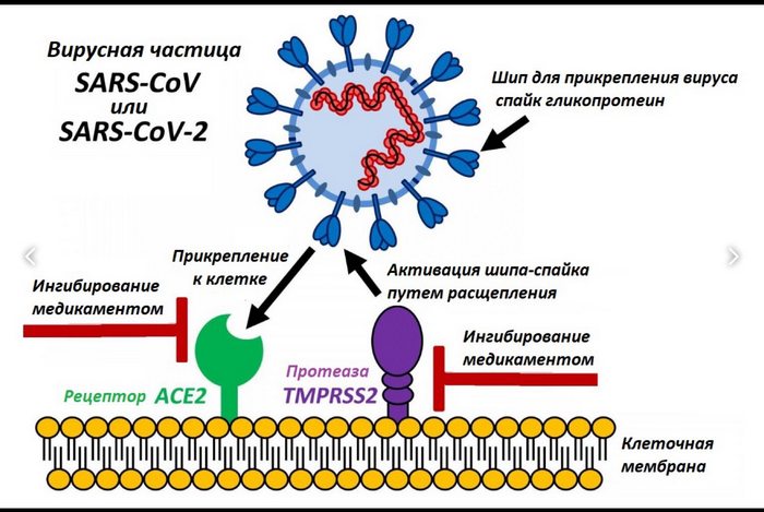 koronavirus-ne-vstraivaetsya-v-chelovecheskij-genom