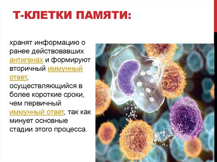 revakcinaciya-ot-koronavirusa-posle-sputnika-v-cherez-skolko-kakoj-vakcinoj-t-kletki-pamyati