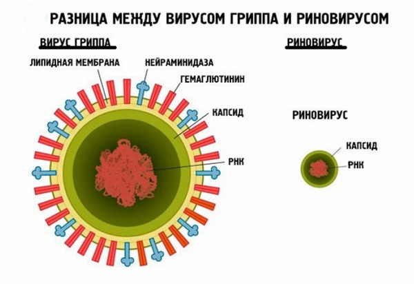 raznica-mezhdu-grippom-i-rinovirusom